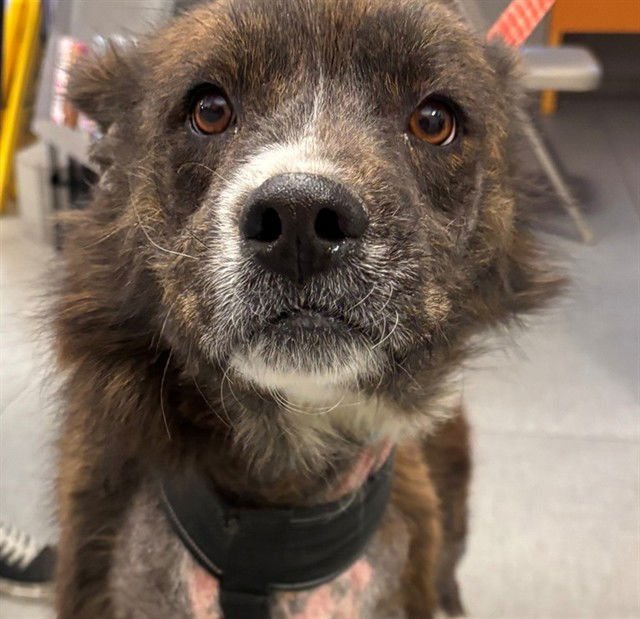 POPPY - German Shepherd Dog available for adoption