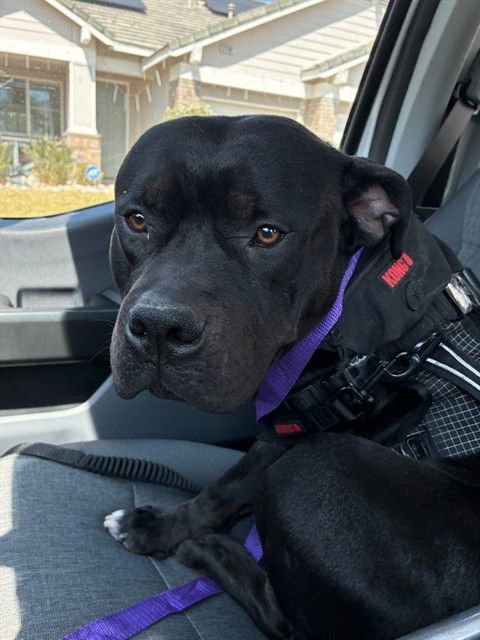 KING - American Bulldog available for adoption