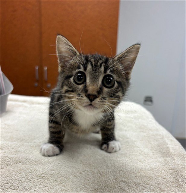 STORMI Image