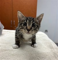 STORMI - Photo 1