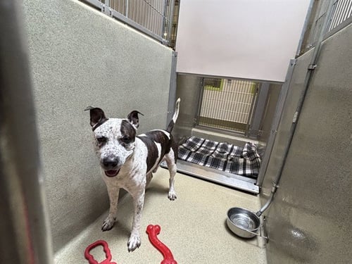 BUBBA - Staffordshire Bull Terrier available for adoption