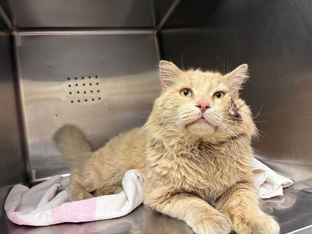 HAYMITCH - Domestic Short Hair available for adoption