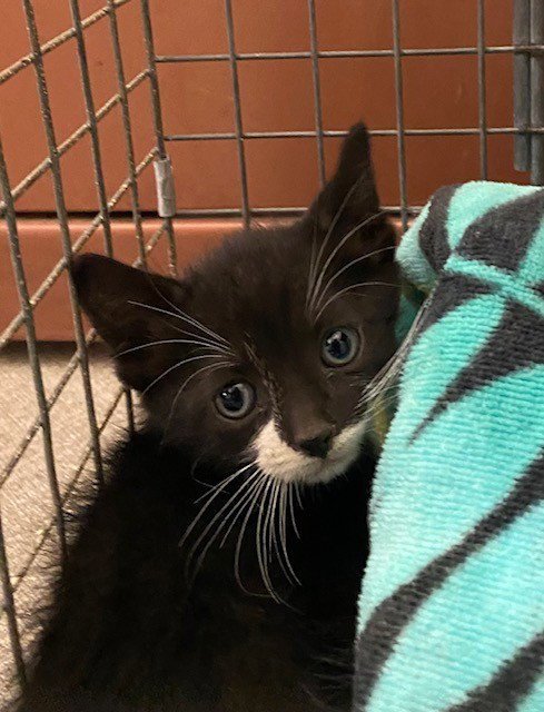 TUNA - Domestic Short Hair available for adoption