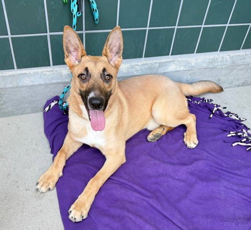 ASPEN - German Shepherd Dog available for adoption