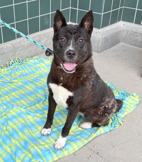 JUNIE - Jindo (Korean) available for adoption