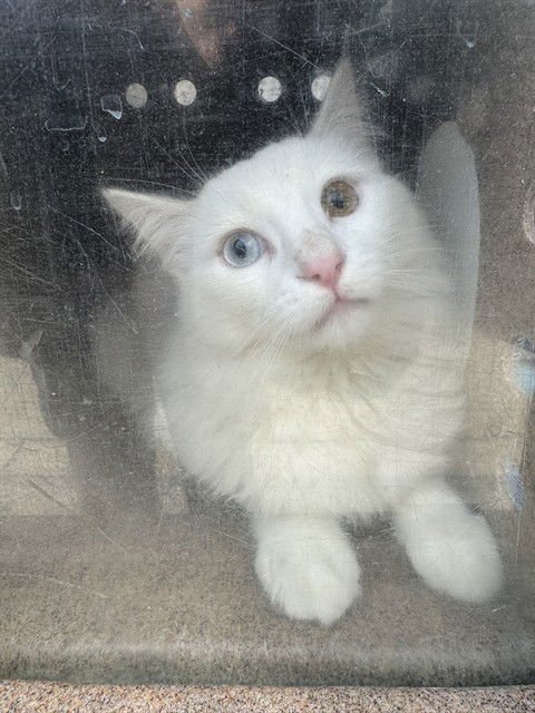 SAUTERNE 5 - Domestic Short Hair available for adoption