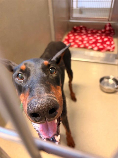 ZOGG - Doberman Pinscher available for adoption