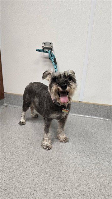 COCO - Miniature Schnauzer available for adoption