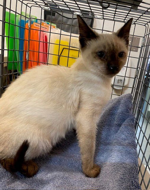 PANCHO - Siamese available for adoption