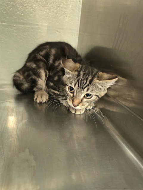 IVY - Domestic Short Hair available for adoption