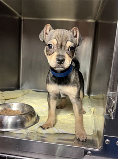 BODIE - French Bulldog / Chihuahua available for adoption