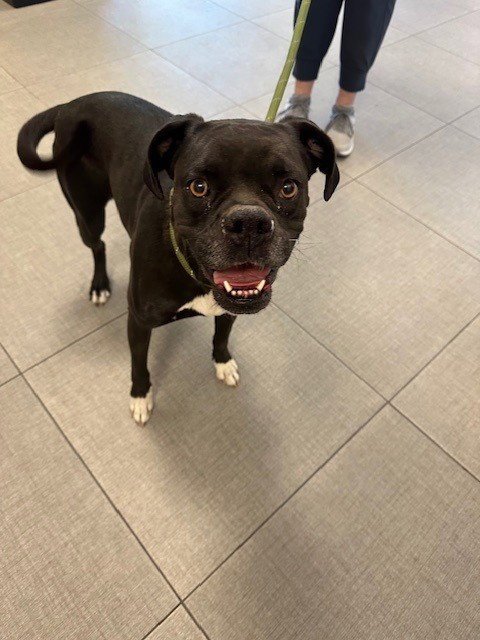 BELLA - Boxer available for adoption