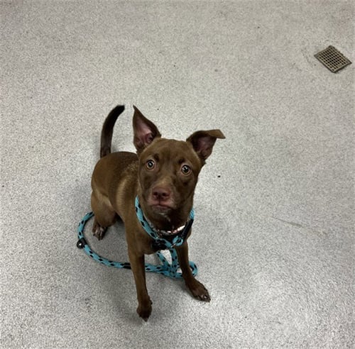ABBEY - American Pit Bull Terrier available for adoption