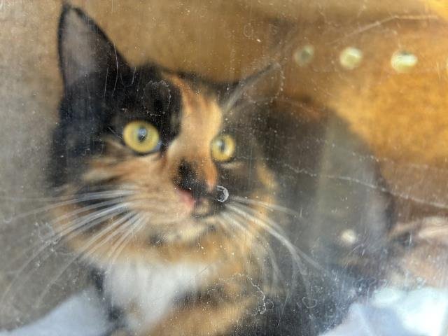 SAUTERNE 1 - Domestic Medium Hair available for adoption