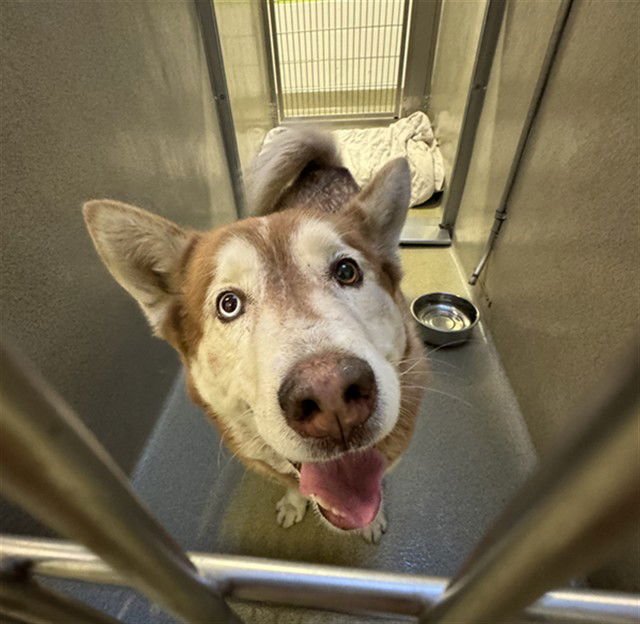 A777907 - Siberian Husky available for adoption