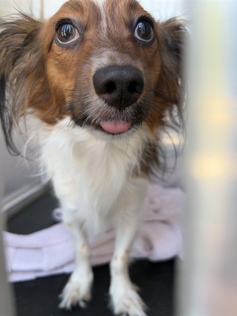 PAPPI - Papillon available for adoption
