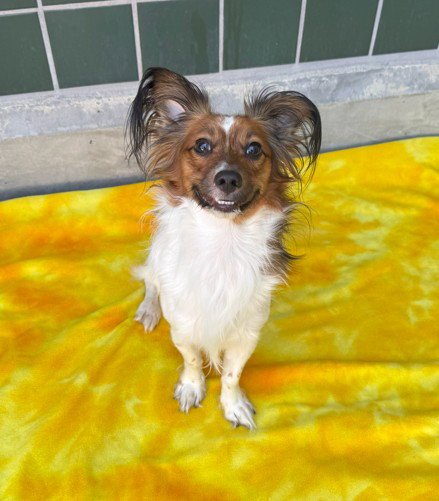 PAPPI - Papillon available for adoption