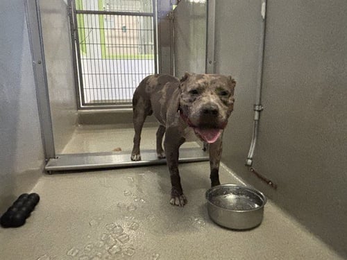 AIOLI - American Pit Bull Terrier available for adoption