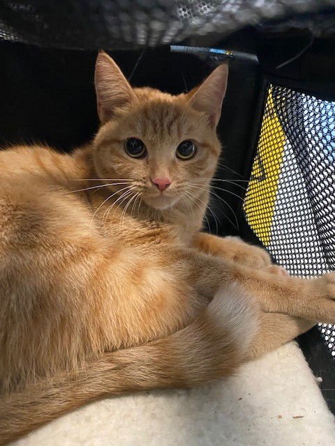 AMBER - Domestic Short Hair available for adoption