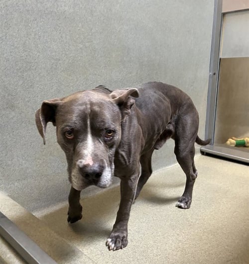 RHINO - Pit Bull Terrier available for adoption