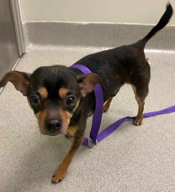 BABY - Chihuahua available for adoption