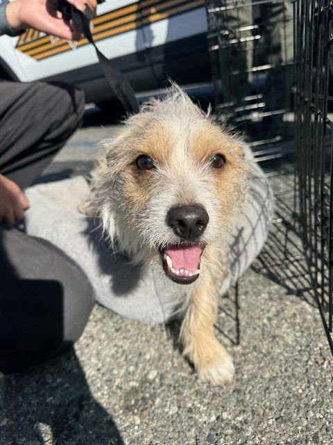 JAX - Jack Russell Terrier (Parson Russell Terrier) available for adoption