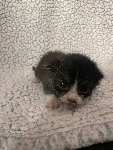 MUSTACHE MALE - Domestic Short Hair available for adoption