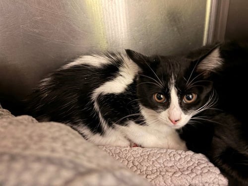 PUFFIN - Domestic Short Hair available for adoption