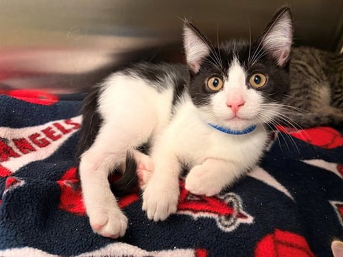 HAPPY - Domestic Short Hair available for adoption