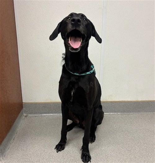 OSO LIBRE - Labrador Retriever available for adoption