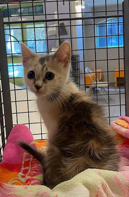 FIONA - Domestic Short Hair available for adoption