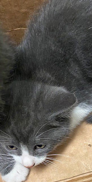 JESSE - Domestic Short Hair available for adoption