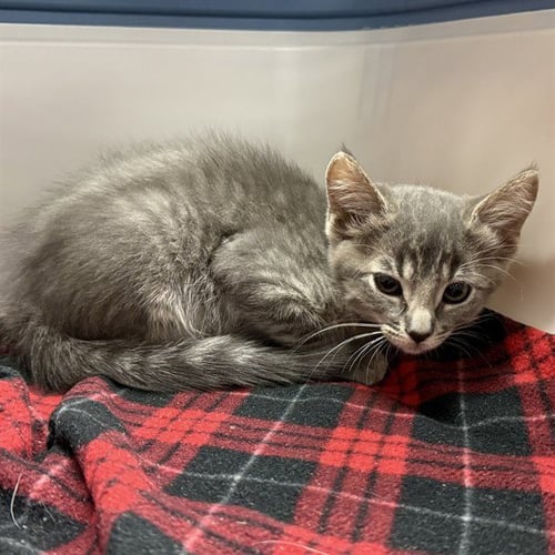 CLEO - Domestic Short Hair available for adoption