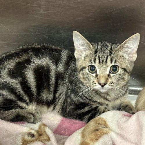FRED - Domestic Short Hair available for adoption