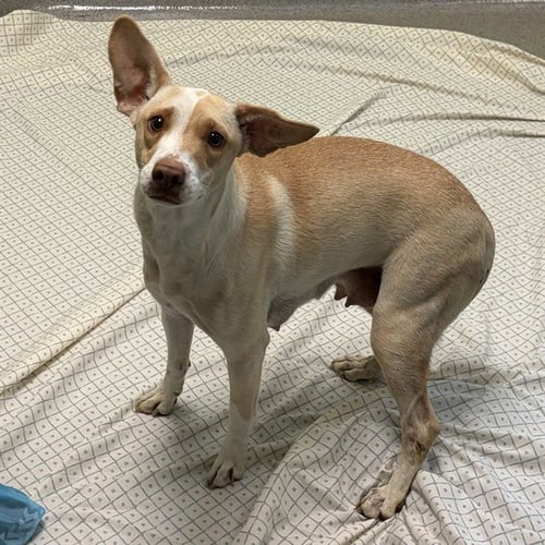 DOLLY - Beagle available for adoption