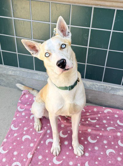 PAW HOLLYWOOD - Siberian Husky available for adoption
