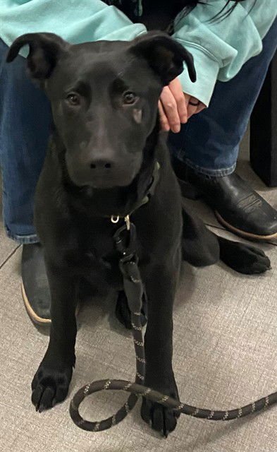 UNKNOWN - Pit Bull Terrier available for adoption