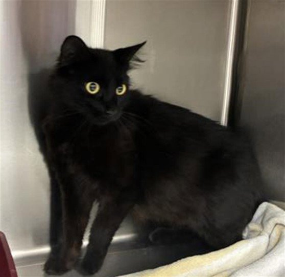 A780161 Image