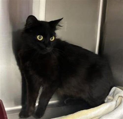 A780161 - Domestic Short Hair available for adoption