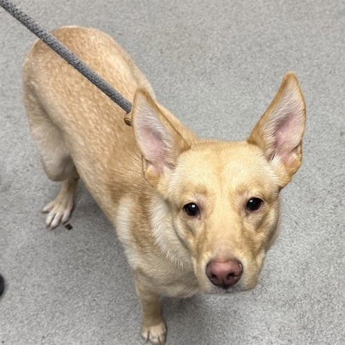 LOTTIE - German Shepherd Dog available for adoption