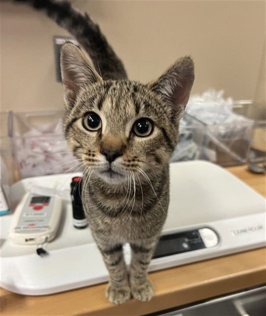 ZIGO - Domestic Short Hair available for adoption