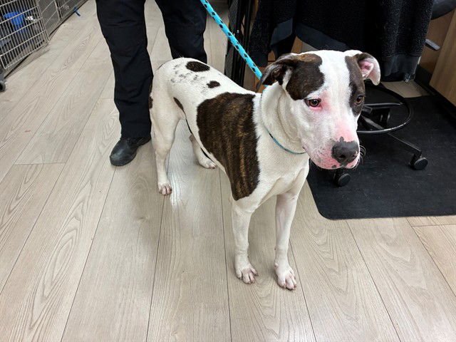 BIRDIE - American Pit Bull Terrier available for adoption