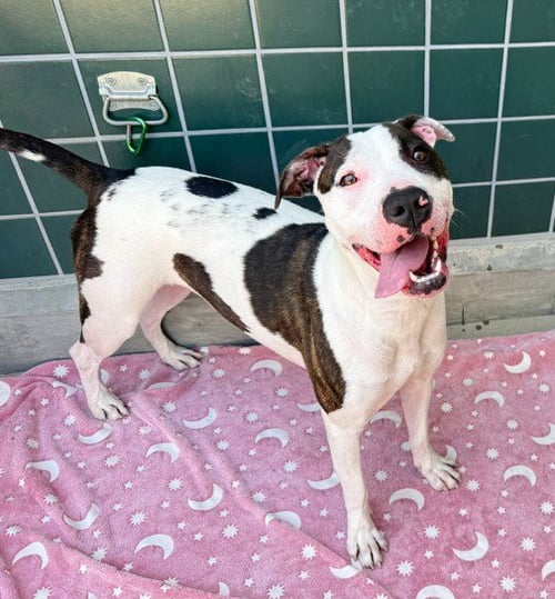 BIRDIE - American Pit Bull Terrier available for adoption