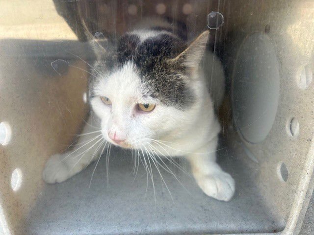 MALVEN 1 - Domestic Short Hair available for adoption