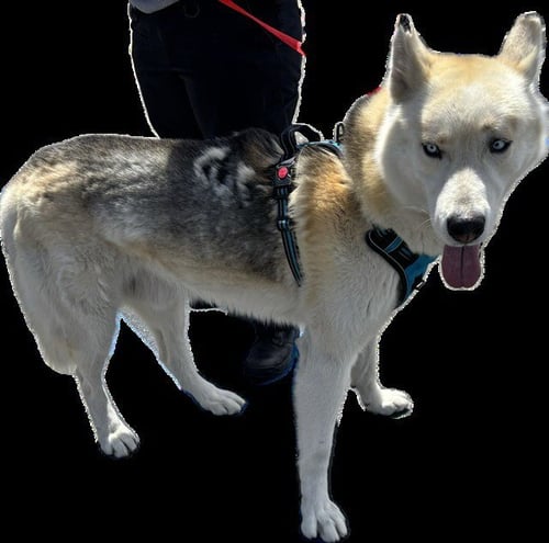 BALTO - Siberian Husky available for adoption
