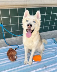 BALTO - Photo 1