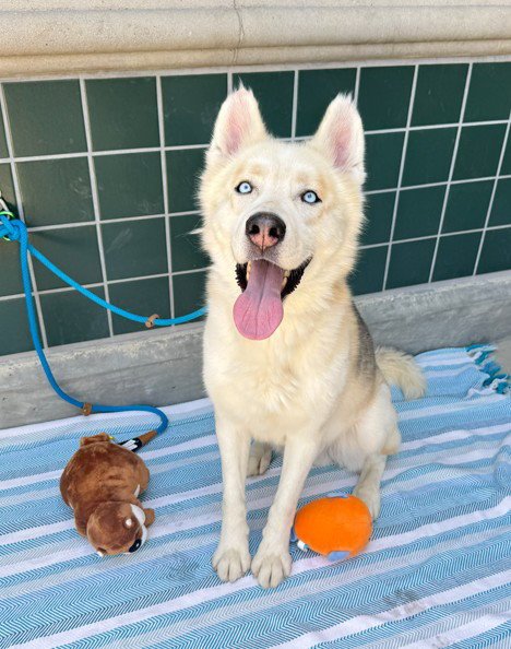 BALTO - Siberian Husky for adoption in Ontario
