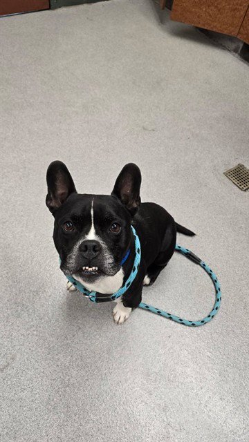 A780717 - French Bulldog available for adoption