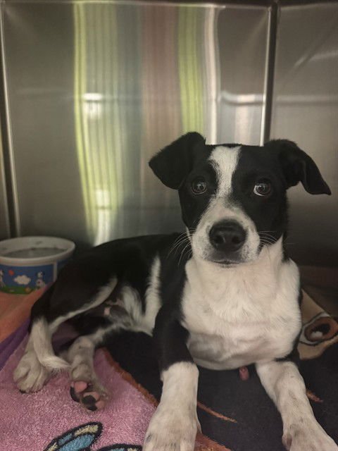 FERRIS - Chihuahua / Dachshund available for adoption