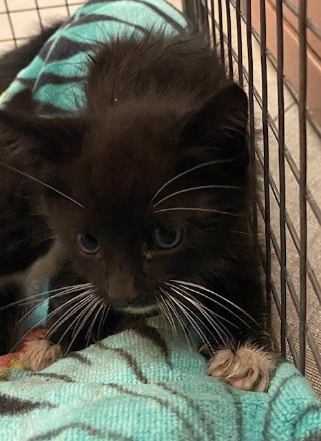 WHISKERFACE Image